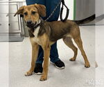 Small #3 Beagle Mix