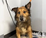 Small #2 Mutt