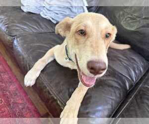 Labrador Retriever-Unknown Mix Dogs for adoption in The Woodlands, TX, USA