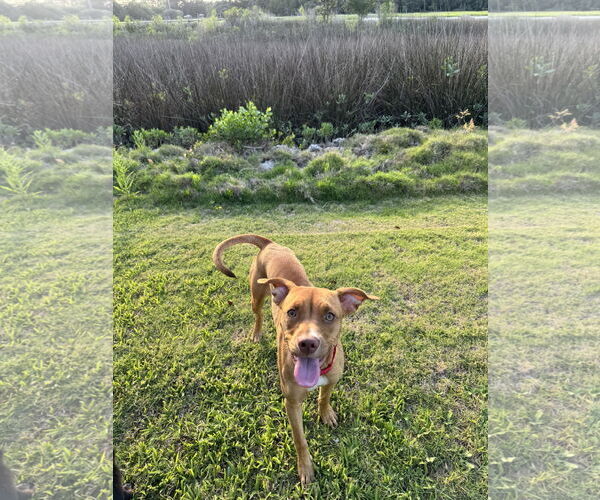 Medium Photo #6 Mutt Puppy For Sale in Johns Island, SC, USA