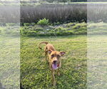 Small #5 Mutt