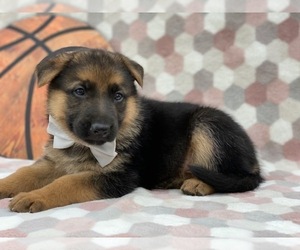 German Shepherd Dog Puppy for sale in LANCASTER, PA, USA