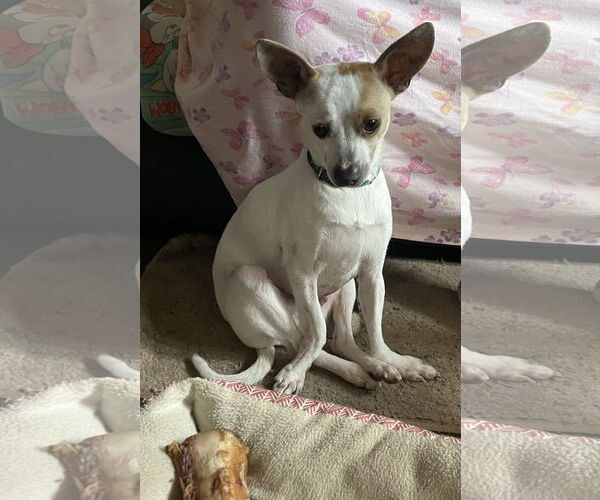 Medium Photo #1 Jack Russell Terrier Puppy For Sale in Winter, WI, USA