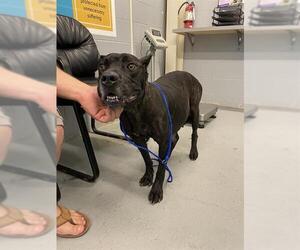 Mutt Dogs for adoption in Waco, TX, USA