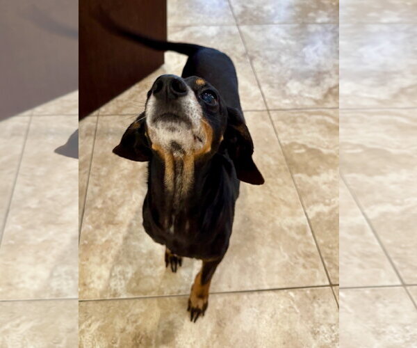 Medium Photo #2 Dachshund-Unknown Mix Puppy For Sale in Hilton Head, SC, USA