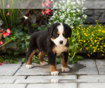 Small #3 Bernese Mountain Dog