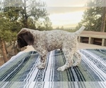 Small Photo #6 German Shorthaired Pointer Puppy For Sale in WOODLAND PARK, CO, USA