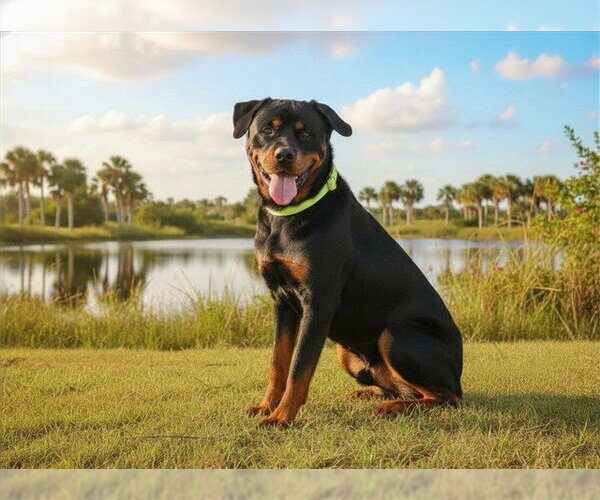 Medium Photo #1 Rottweiler Puppy For Sale in Tavares, FL, USA