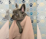 Puppy Gummy French Bulldog