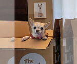 Small #2 Chihuahua Mix