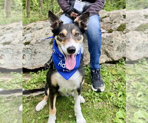 Bella - Female Border Collie-Unknown Mix Dog for Adoption - Photo #6