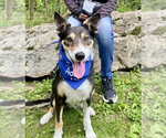 Small #5 Border Collie Mix