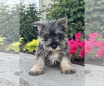 Small #4 Schnauzer (Miniature)