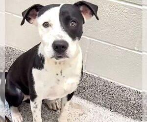 American Pit Bull Terrier-Unknown Mix Dogs for adoption in Houston, TX, USA
