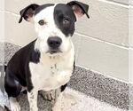 Small American Pit Bull Terrier Mix