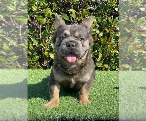 Medium Photo #1 French Bulldog Puppy For Sale in CHARLOTTE, NC, USA