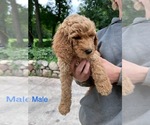 Small #3 Poodle (Standard)