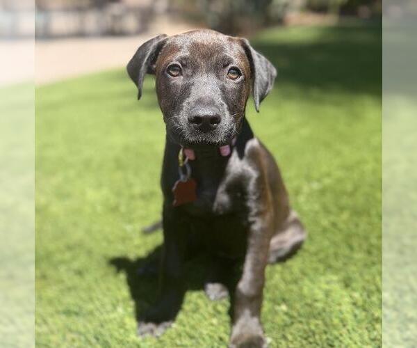 Medium Photo #4 Boxador Puppy For Sale in San Diego, CA, USA