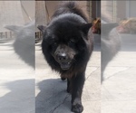 Small Photo #1 Chow Chow Puppy For Sale in LOS ANGELES, CA, USA