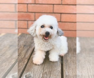 Poodle (Toy) Puppy for sale in HOUSTON, TX, USA