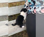 Small Photo #4 Border Collie Puppy For Sale in BOWLING GREEN, KY, USA