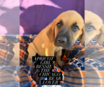 Small Mutt