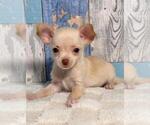 Small #7 Chihuahua