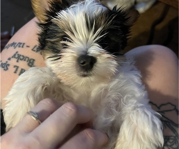Medium Photo #2 Yorkshire Terrier Puppy For Sale in GASTON, OR, USA