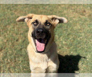 German Shepherd Dog-Unknown Mix Dogs for adoption in Tulsa, OK, USA