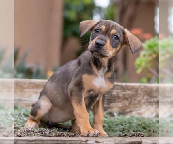 Medium Photo #2 Labrador Retriever-Unknown Mix Puppy For Sale in San Diego, CA, USA