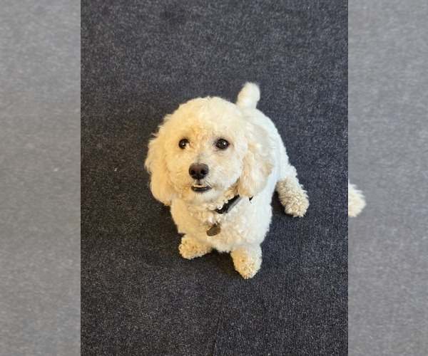 Medium Photo #1 Bichon Frise-Cockapoo (Toy) Mix Puppy For Sale in BATTLE GROUND, WA, USA