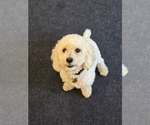 Small Photo #1 Bichon Frise-Cockapoo (Toy) Mix Puppy For Sale in BATTLE GROUND, WA, USA