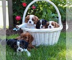 Small #1 Cavalier King Charles Spaniel