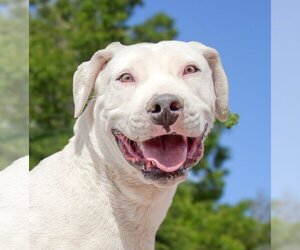 Dogo Argentino-Labrador Retriever Mix Dogs for adoption in Albuquerque, NM, USA