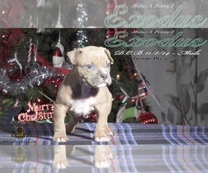 American Bully Puppy for Sale in GREELEY, Colorado USA