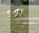 Small Great Dane