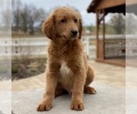 Small Photo #4 Goldendoodle Puppy For Sale in GAP, PA, USA