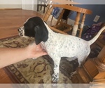 Small Photo #3 English Setter-German Shorthaired Pointer Mix Puppy For Sale in AMESBURY, MA, USA