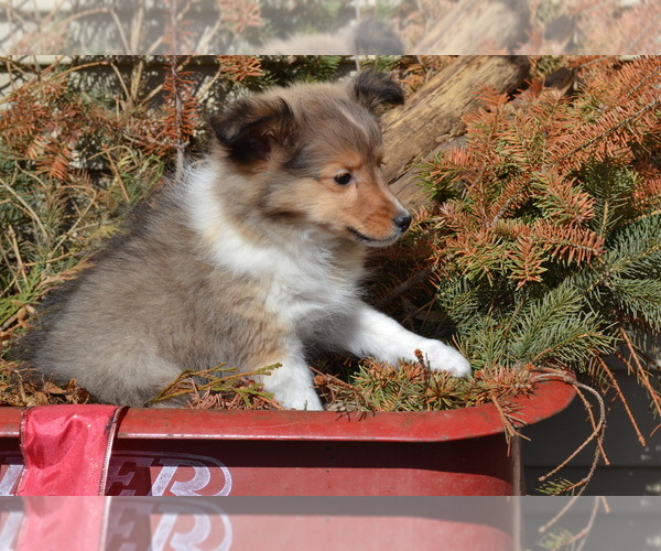 Medium Photo #22 Shetland Sheepdog Puppy For Sale in GREENWOOD, WI, USA