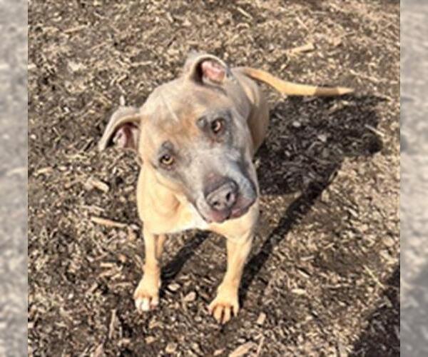Medium Photo #1 American Pit Bull Terrier Puppy For Sale in Saginaw, MI, USA