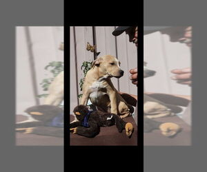 American Pit Bull Terrier-Labrador Retriever Mix Dogs for adoption in San Diego, CA, USA