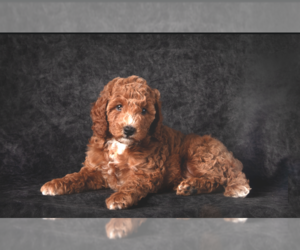 Poodle (Miniature) Puppy for Sale in WEST RICHLAND, Washington USA