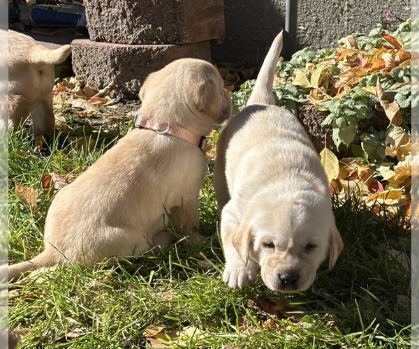 Medium Photo #10 Labrador Retriever Puppy For Sale in TWIN FALLS, ID, USA