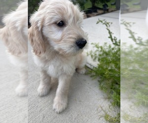 Goldendoodle (Miniature) Puppy for sale in HOUSTON, TX, USA