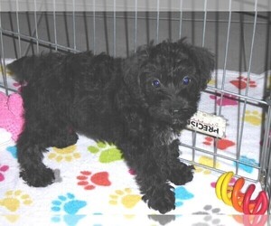 Schnoodle (Miniature) Puppy for sale in ORO VALLEY, AZ, USA