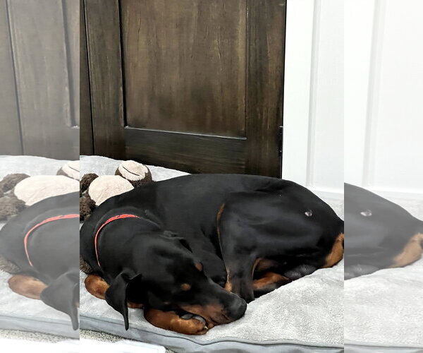 Medium Photo #2 Doberman Pinscher Puppy For Sale in Buffalo, MN, USA
