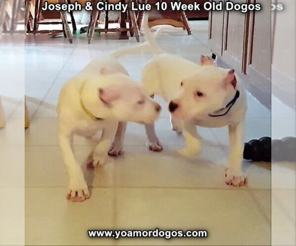 Medium Photo #111 Dogo Argentino Puppy For Sale in PINEVILLE, MO, USA