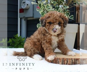 Goldendoodle Puppy for sale in NEW HOLLAND, PA, USA