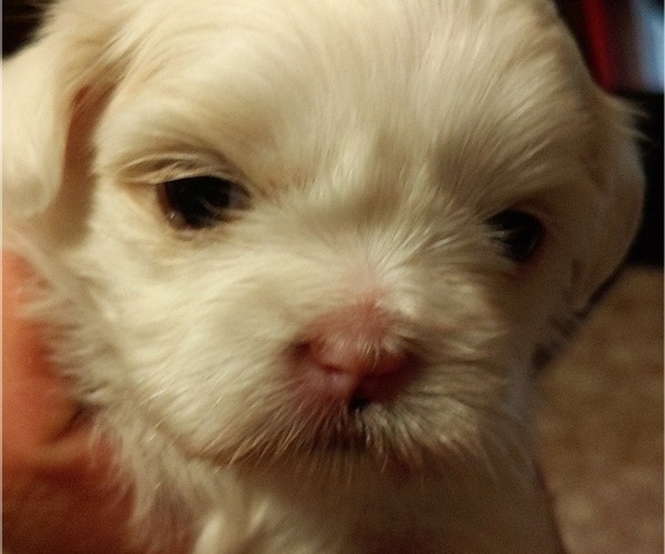 Medium Photo #3 Shih Tzu Puppy For Sale in FANNING SPGS, FL, USA