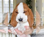 Puppy Blossom Basset Hound